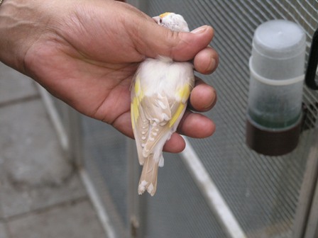 Cardellino Albino !